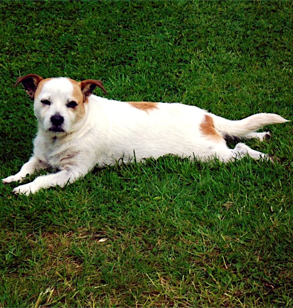 Dog milo