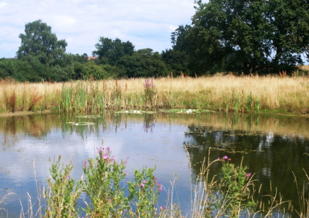 Our Wildlife Pond