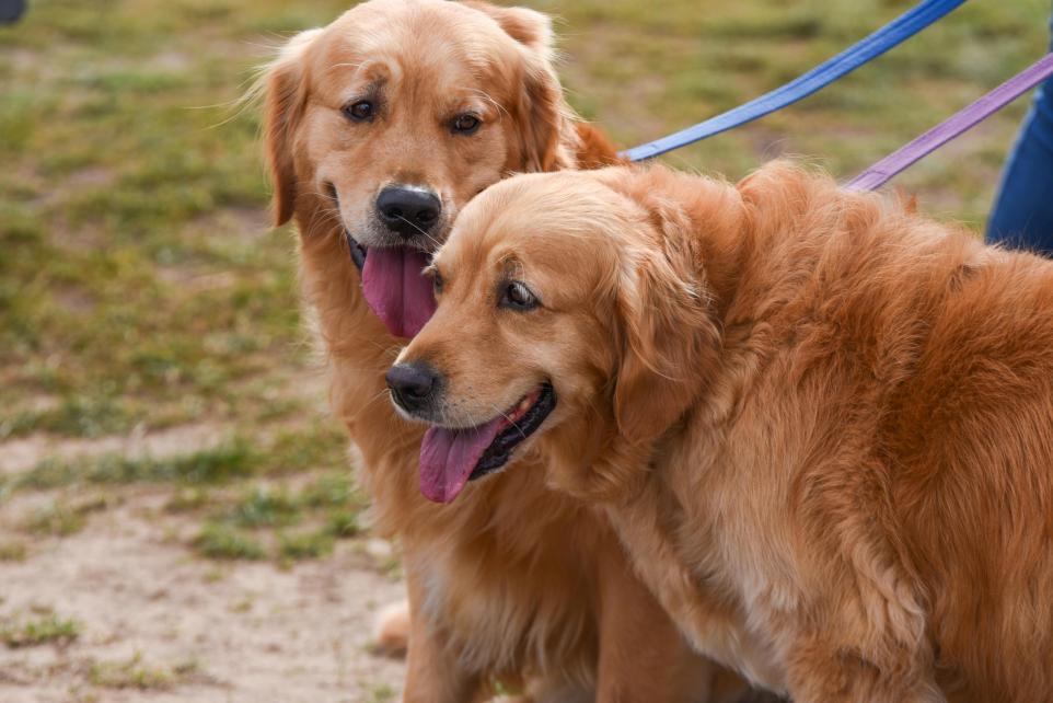 Sample dogs