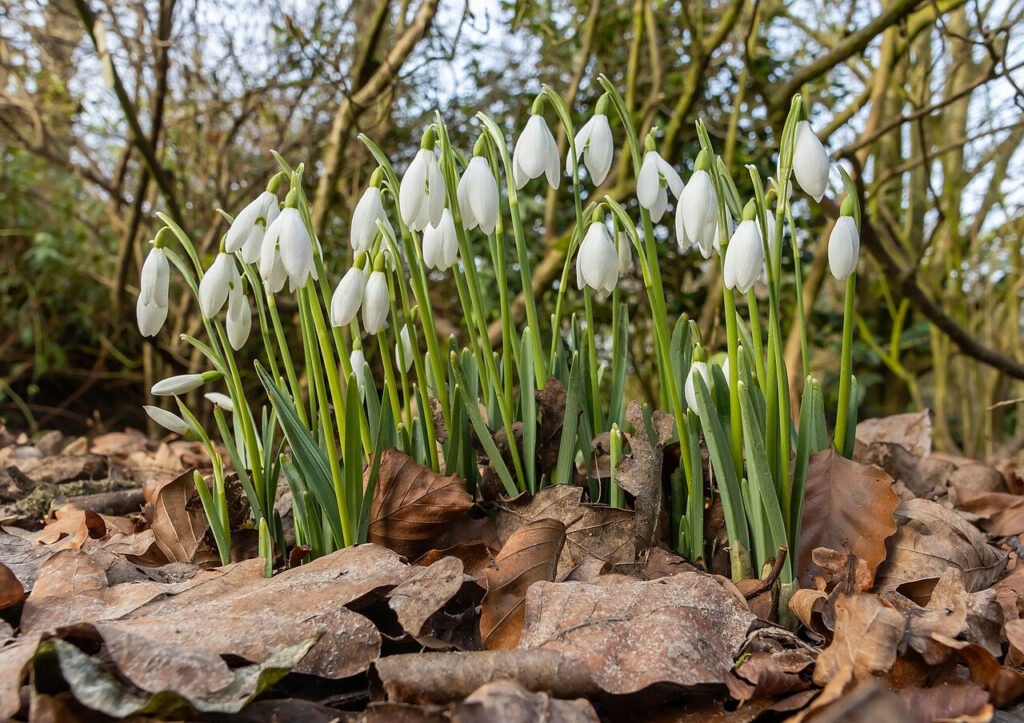 Snowdrops